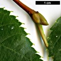 SpeciesSub: subsp. caucasica
